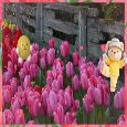 Tiptoe Through The Tulips.