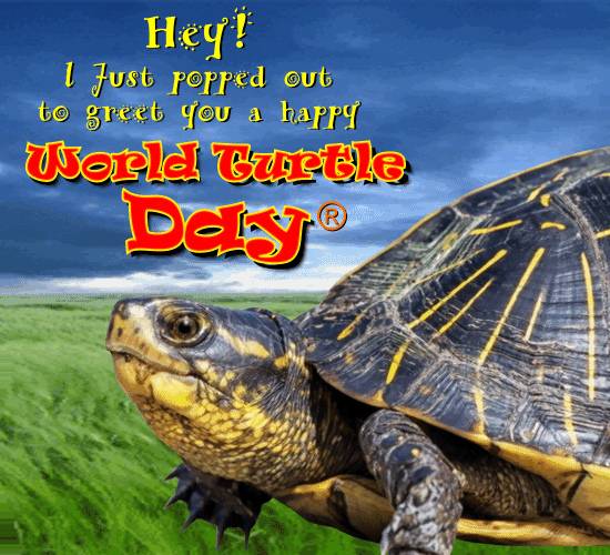My Turtle Day Card.
