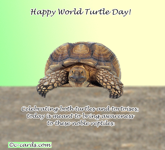 Awareness Turtle Day.