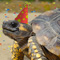 Celebrate World Turtle Day%AE!!