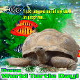 Send World Turtle Day Ecard!