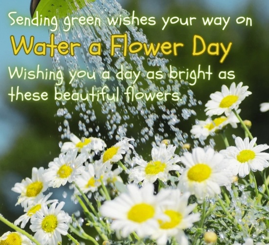 Spread Joy On Water A Flower Day