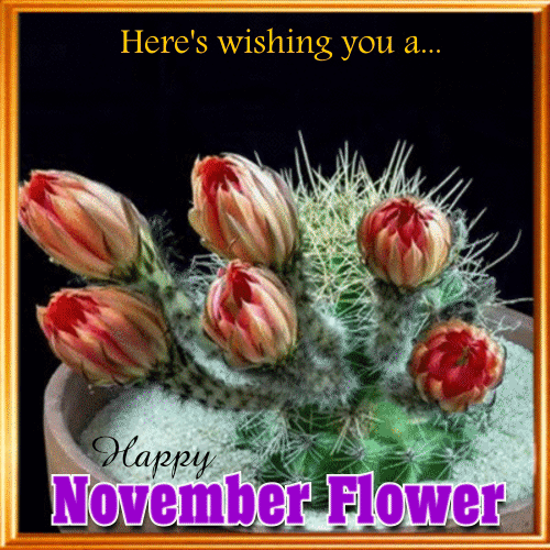 November Flowers Wishes...