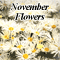 November Flowers.