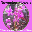 November Flowers, Violet Flowers.