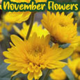 November Happiness Blooms!
