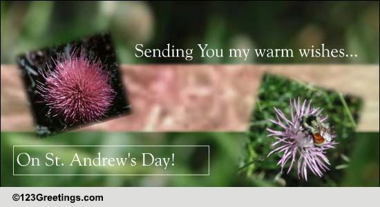 Warm Wishes On St. Andrew's Day.