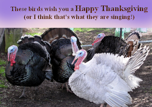 Turkeys Wish You A Happy Thanksgiving.