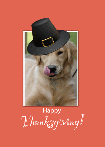 Funny Dog Thanksgiving Greetings