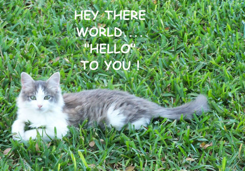 World Kitty.