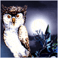 Happy H-owl-oween!