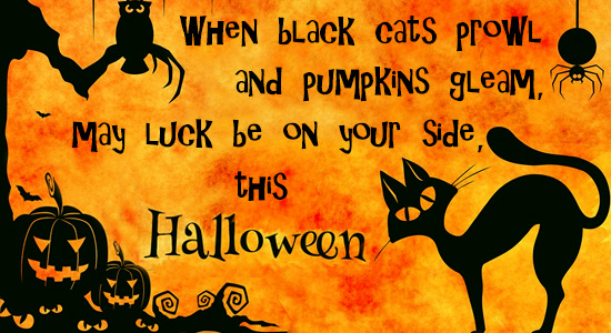 Black Cats And Pumpkins.