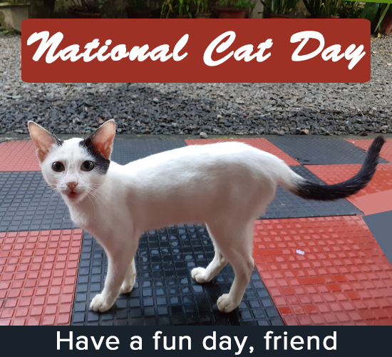National Cat Day, White Kitten...