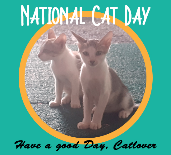 National Cat Day, Kittens. Free National Cat Day eCards, Greeting Cards