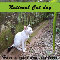 National Cat Day, White Kitten Garden.