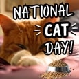 Cozy National Cat Day Wish!