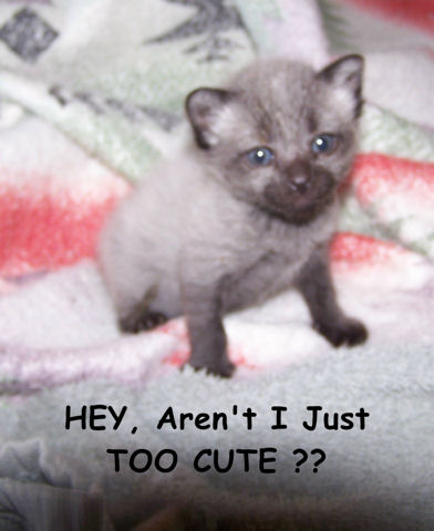 Hey, Cute Kitten Day.