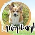 Cutest Say &#x92;Hey&#x92; Day Ecard.