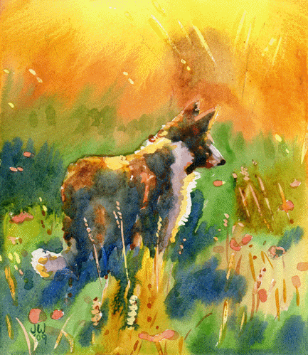 Collie In The Meadow.