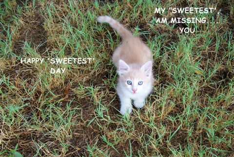 Miss You Sweetest Day Kitten.