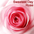 A Rose On Sweetest Day.
