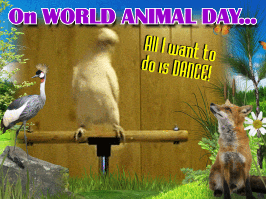 Dancing Bird On World Animal Day.
