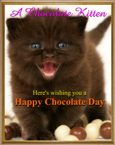 A Chocolate Kitten.