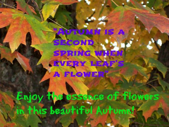 Autumn Flowers...