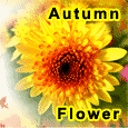 Chrysanthemum, As Bright As Autumn...