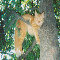 Cat Hanging In Tree.
