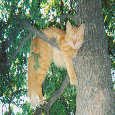 Cat Hanging In Tree.