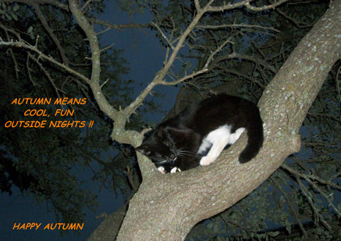 Autumn Night Cat.