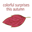 Autumn Filled With Colorful Surprises...