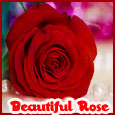 Beautiful Rose For A Beautiful Person.
