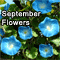 Pretty September Blooms...