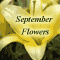 September Flowers In Full Bloom!