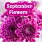 Colorful September Flowers!