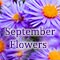 Beautiful Blooms Of September!