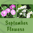 Warm Wishes With September Flowers.