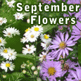 Asters In Bloom...