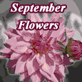 Wonderful September Flowers.