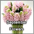 Sending September Flowers For You!