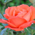 September With Beautiful Flower.