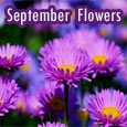 Beautiful September Flowers To You!