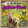 A September Flowers Message Card.