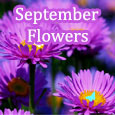 Beautiful September Flowers For You!