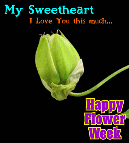 My Flower Week Card For U Sweetheart.
