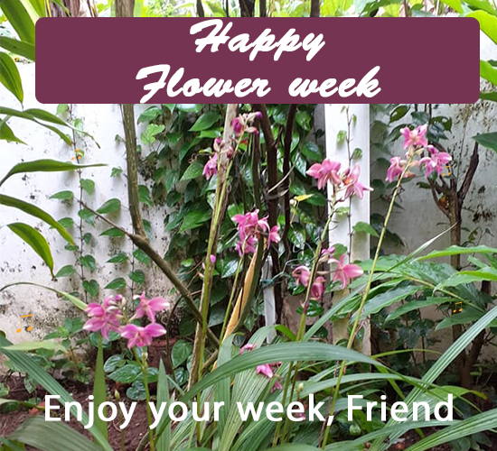 Happy Flower Week, Flowers...