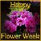 Happy Flower Week Especially For You.