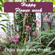 Happy Flower Week, Flowers...